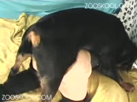 Black dog xxx banging a blonde in animal sex video
